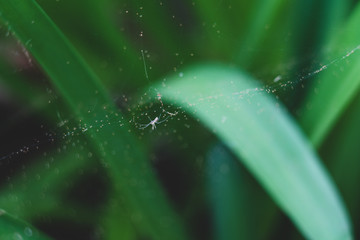 Spider at net waiting for food