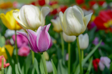 Tulips