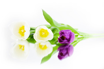 Obraz na płótnie Canvas White and lilac tulips on a white background are reflected on the mirror table. Congratulation concept card for Women's Day, mother's day, spring flowers, greeting. Copy space