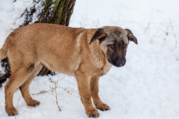 Stray dogs in the winter outside