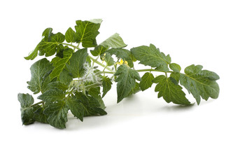 Tomato leaves isolated on white