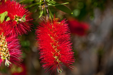 A beautiful red flower of Callistemon