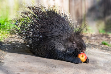 Porcupine eating an apple, cute animal