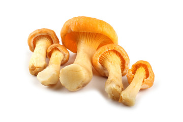 Golden chanterelle (Cantharellus cibarius) mushroom