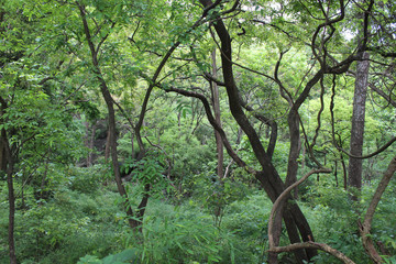 Green cover of trees in a forest 