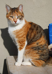 Katze im Sonnenlicht