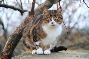 Katze im Sonnenlicht