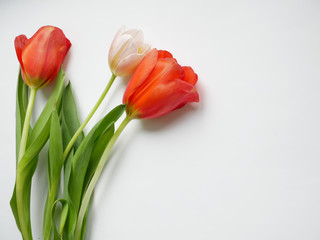 Bouquet of tulips with isolated on white background. Top view.
