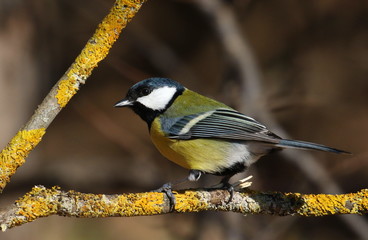 Obraz premium Great tit on branch background, Parus major