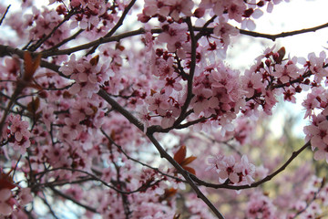 Almendros en flor febrero 
