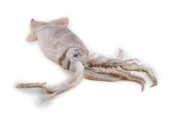 Squid isolated on white