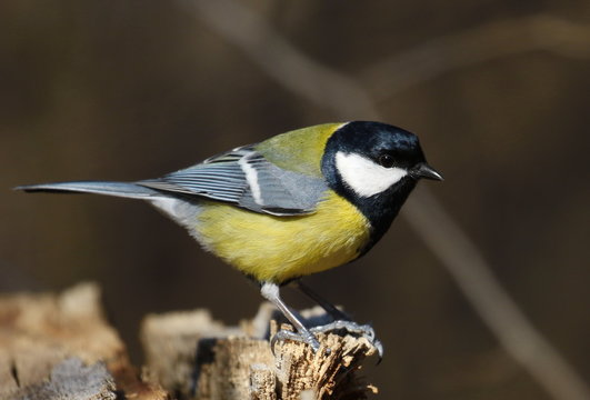 Great tit on branch background, Parus major