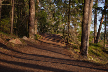 Sunny forest path