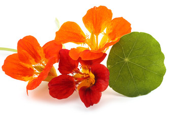 Nasturtiums isolated on white