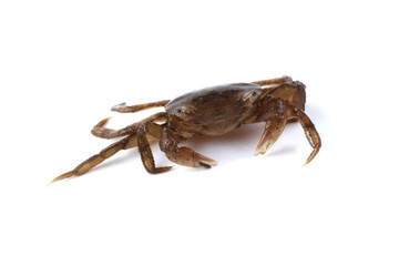 Little crab isolated on white