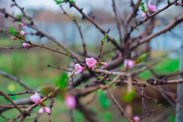 blooming pink peach flowers on an abstract background in spring in good weather