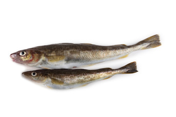 Saffron cod isolated on white