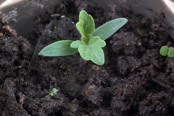 Young tomato sprout