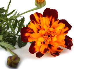Marigold isolated on white