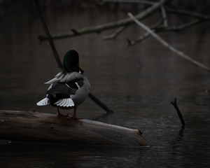 Mysterious mallard on a log