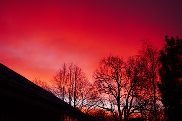 Red sunrise with silhouettes of trees