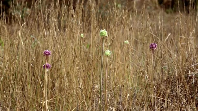 Des fleurs dans un champs en jach&egrave;re