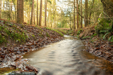 Delamere Forest, Cheshire