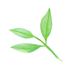 Obraz premium Spring green branch with leaves.