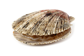 Opened scallop isolated on white