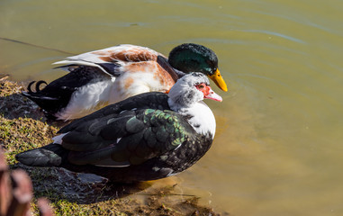  Wild ducks on the water