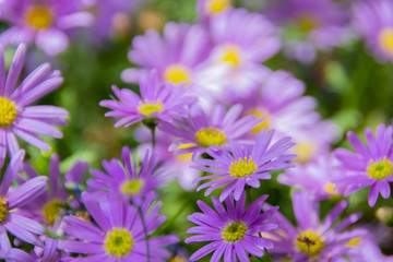 Obraz premium Blühende Blumen