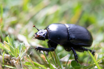 Close up Macro photograph of a beetle