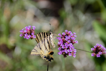 Schmetterling an Blume