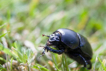 Close up Macro photograph of a beetle