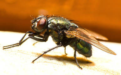 Macro photograph of a fly