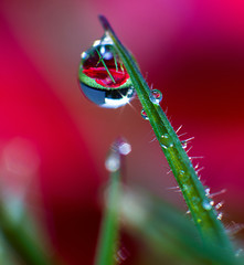 Close up photograph of a water droplet