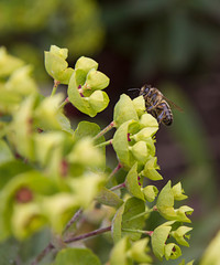 Bee working hard collecting pollen