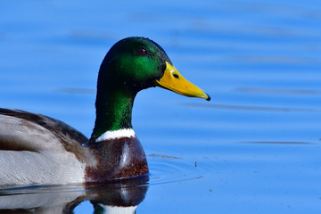 Stockenten Erpel im Frühjahr