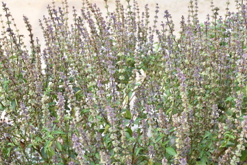Basil flowers on trees in my vegetable garden.