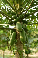 papaya fruit on papaya tree in farm.