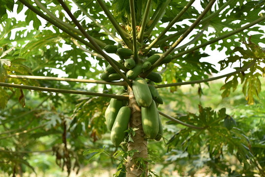 papaya fruit on papaya tree in farm.