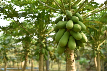 papaya fruit on papaya tree in farm.