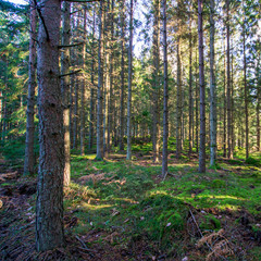 Fototapeta premium trees in forest