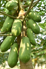 papaya fruit on papaya tree in farm.