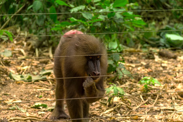Mandrills in the reserve. Cameroon, near Yaounde