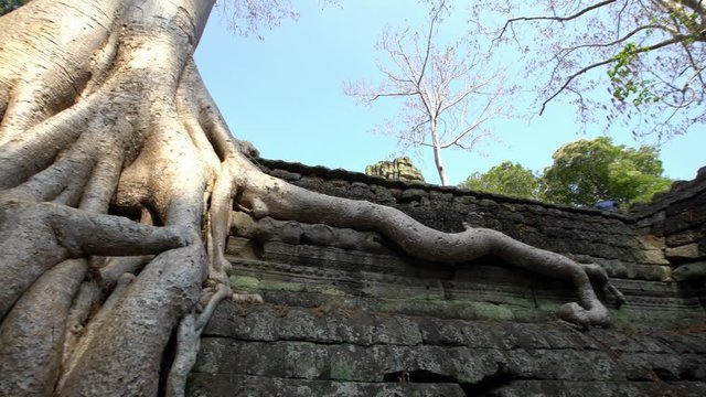 4K, Ta Prohm temple with strangler fig. Famous spung tree growing in temples ruins of Cambodia. Tetrameles nudiflora. Angkor Thom with ancient architecture is a popular tourist attraction of Asia.-Dan