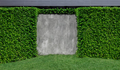 Tree and tropical leaves wall garden green planted vertical which have lawn grass and gray cement wall for nature texture background with copy space for text.