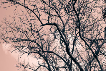 Dead tree in the backdrop of a crimson red sky
