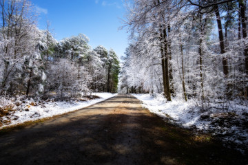 snow covered trees line the road in umstead state park raleigh north carolina