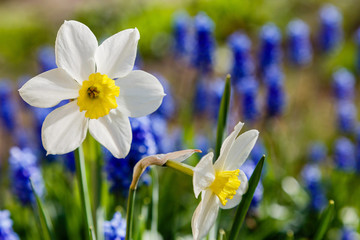Fototapeta premium Narcissus (lat. Narcissus) is a genus of plants of the family amaryllidaceae. Narcissus flowers blooming in garden